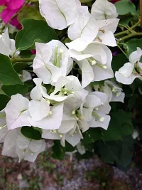 Platone Bougainvillea Plant Bougainvillea Flower Plant-K11-thumb1