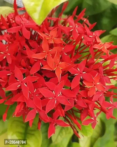 Platone Trothic IxoraChethi Plant Ixora Chethi Red Plant Live Flower Disha-99924711