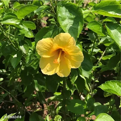 Platone Hibiscus Plant Live GudhalHibiscus Yellow Flower Decorative Plant-thumb0