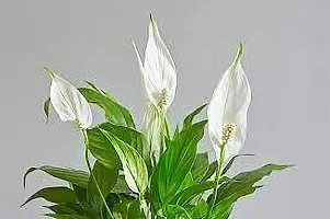 Platone Peace Lily Plant PEACE LILY PLANT PP-thumb1