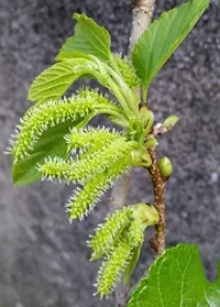 Platone ShahtootMulberry Plant shahtoot plant 746-thumb1