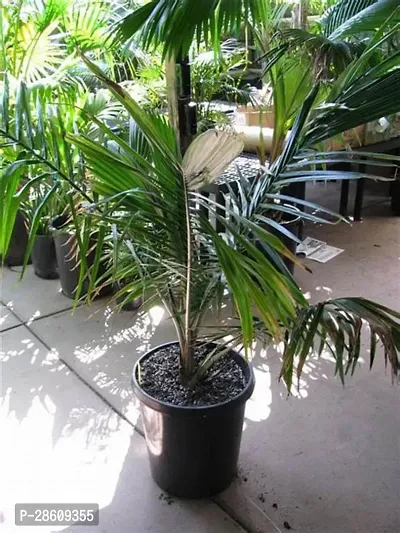 Platone Areca Palm Areca palm A14