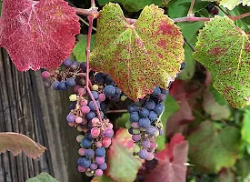 Platone Grape Plant Livegrapes plant22-thumb1