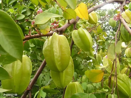 Platone Star Fruit Carambola Grafted Plant KAMRANGA FRUIT-01