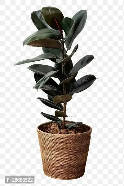 Platone Rubber Tree RUBBER PLANT-thumb0