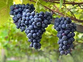 Platone Grapes Plant Rare Grape Vine Plant Black Hamburgh Plant in Polybag (1 Healthy Live Plant)-thumb1