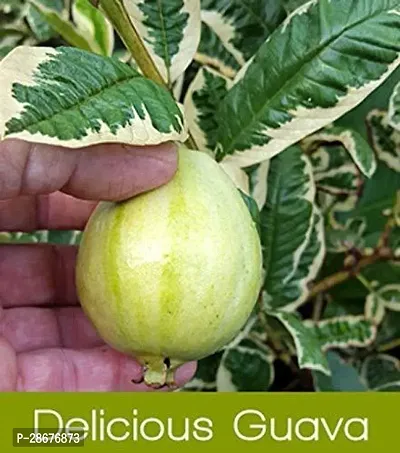 Platone Guava Plant Saraswati Gardens Rare Fruit Live Plant