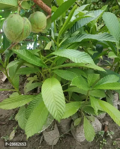 Platone Elephant Creeper plant Elephant Apple-thumb0