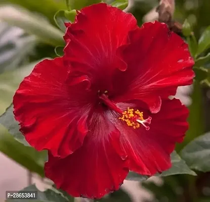 Platone Hibiscus Plant red hibiscus11