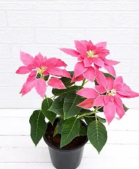 Platone Poinsettia Plant Plants 120-thumb1