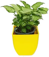 Platone Syngonium Plant Natural plant Good Luck Variegated Green Syngonium - Air Purifying - Indoor Plant-thumb1