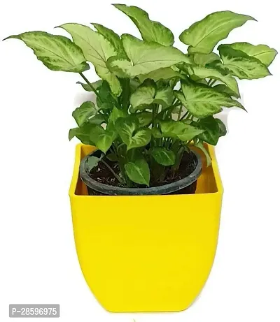 Platone Syngonium Plant Natural plant Good Luck Variegated Green Syngonium - Air Purifying - Indoor Plant-thumb2