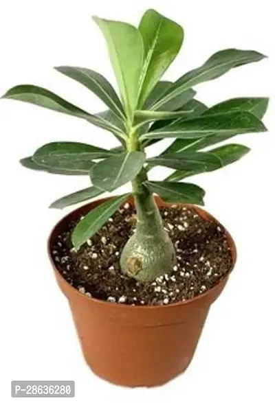 Platone Adenium Plant Adenium -b131-thumb0