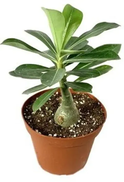 Best Selling Plant & Planters 