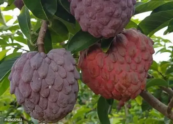 Platone Custard Apple Plant Red Custard apple Plants-thumb2