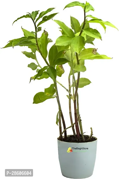 Platone Insulin Plant INSULIN PLANT E