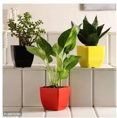 Platone Money Plant RTPLANT-1547-thumb0