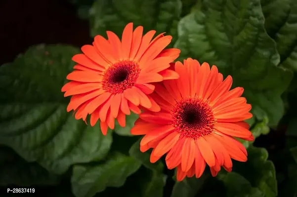 Platone Gerbera Plant GERBERA PLANT-Z11-thumb0