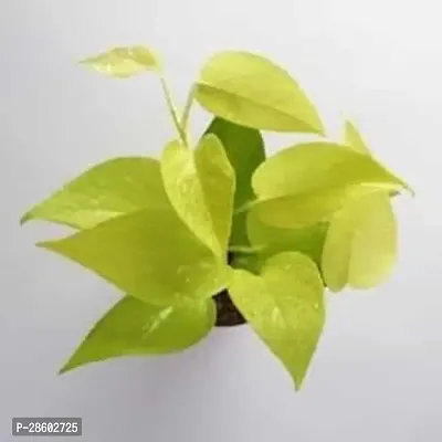 Platone Money Plant Lucky Money Plants 01