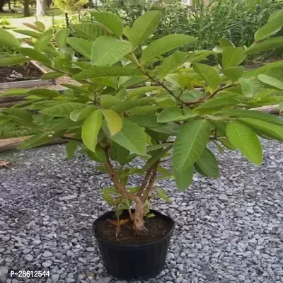 Platone Guava Plant Guava GV V22