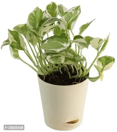 Platone White Money Plant White Money Plant With Pot-thumb0