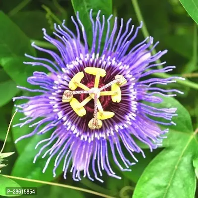 Platone Passion Plant Passion Flower Plant -a01-thumb2