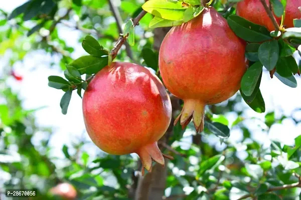 Platone Pomegranate Plant POMEGRANATEBEDANA PLANT-P14