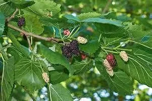 Platone Berry Plant MULBERRY PLANT OOI-thumb1