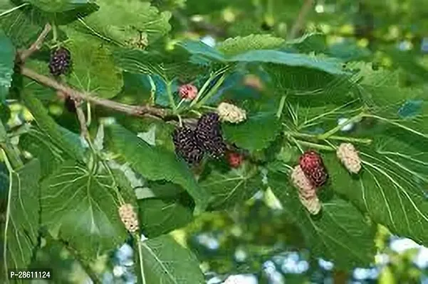 Platone Berry Plant MULBERRY PLANT OOI-thumb2