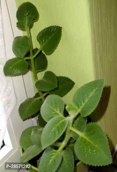 Platone Ajwain Plant Ajwain Plant-19-thumb0