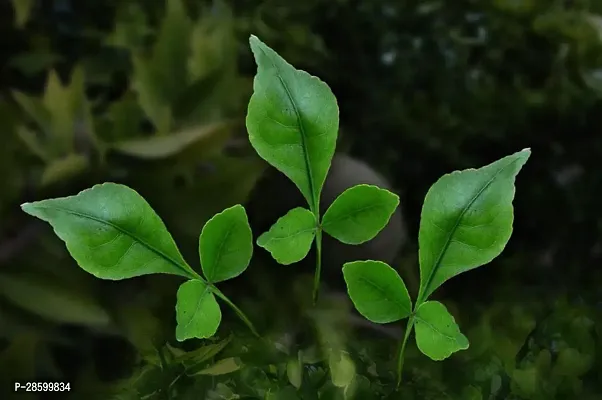 Platone Baleria Plant Indian Baelplant