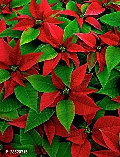 Platone Poinsettia Plant VNJ22