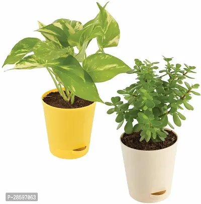 Platone Money Plant RTPLANT-1268