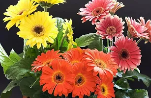 Platone Gerbera Plant GERBERA PLANT-Z11-thumb2