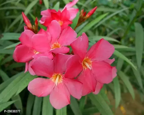 Platone Oleander Plant Red OleanderFlower Plants421