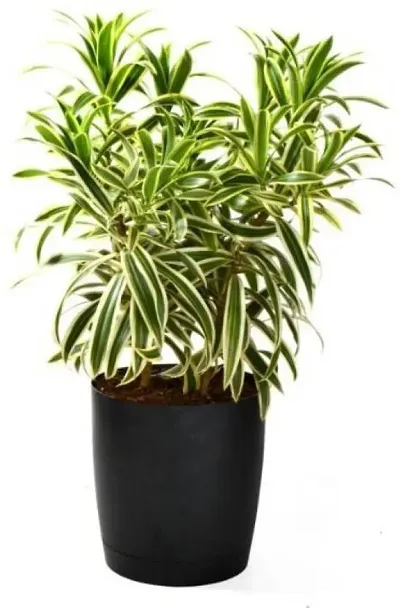 Hot Selling Plant & Planters 