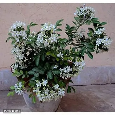 Platone Jasmine Plant GSDLANTOJ_1673-thumb0