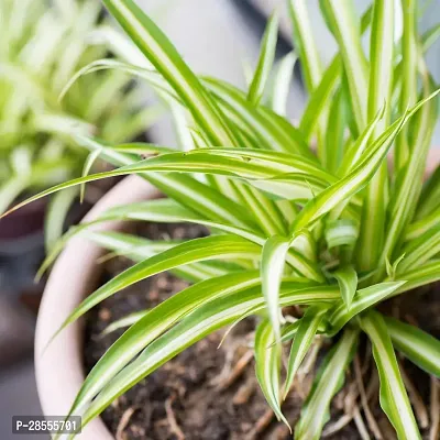 Platone Spider Plant SPIDER PLANT W3-thumb3