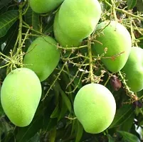 Platone Mango Plant LiveBadami Mango Grafted Plant-thumb1