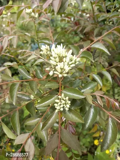 Platone Murraya Paniculata Plant Kamini Flower Murraya PaniculataPlant CF00961