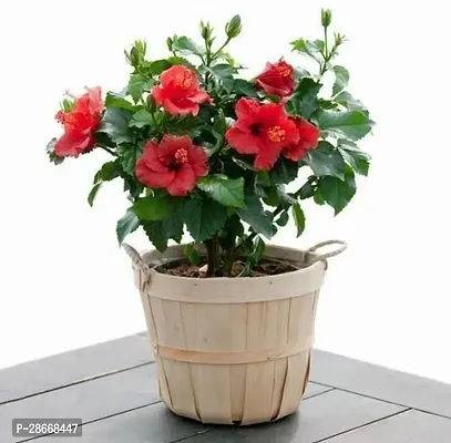 Platone Hibiscus Plant Live Dwarf Hibiscus Flower Plant (Red ) China Rose Life Plant.-thumb0