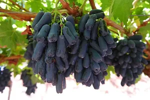 Platone Grapes Plant Long Grape Fruit Plant-thumb1