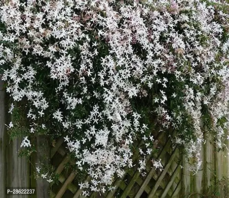 Platone Night Bloom Jasmine Plant Saraswati Gardens Rare Fragrent Flower Live Plant - Live CoralClimbing JasmineNight Flowering Parijat Plant (1 Healthy Plant)