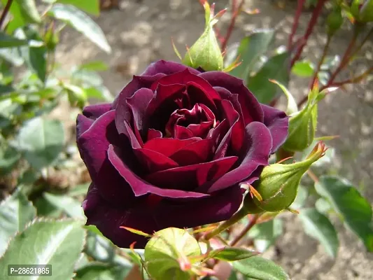 Platone Rose Plant MID NIGHT BULE PLANT-thumb0