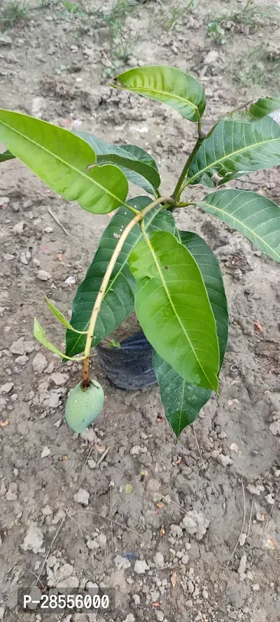 Platone Mango Plant Thai all time sweetmango plant-thumb3