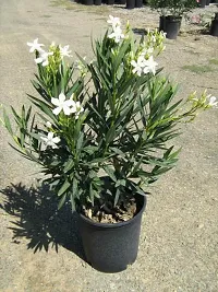 Platone Oleander Plant White Oleander plantKarabi Plant-thumb2