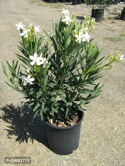 Platone Oleander Plant White Oleander plantKarabi Plant-thumb3