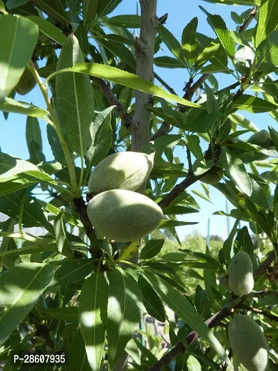 Platone Almond Plant Almonda plant Prunus dulcis beautiful garden plant from plants valleys-thumb0