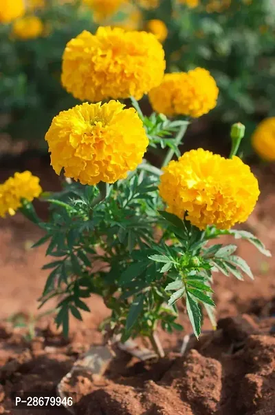 Platone Marigold Plant _Go84825-thumb0