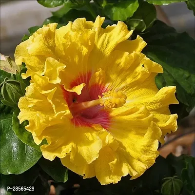 Platone Hibiscus Plant ht yellow hibiscus plant 10-thumb0